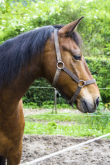 profilo di cavallo