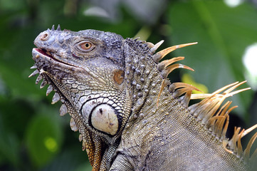 iguana