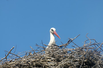 Stork in nest