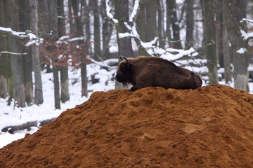 Wisent im Winter