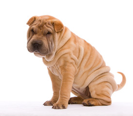 Shar Pei seitlich sitzend vor weißem Hintergrund
