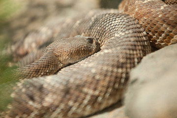 Resting Western Diamondback Rattlesnake