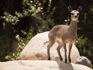 Rock-Dancing Cliff Springer, Klipspringer