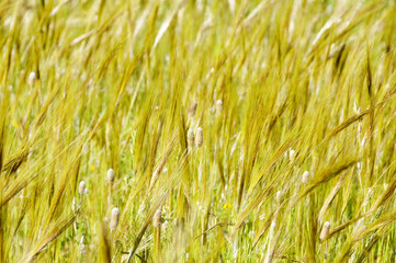 landscape of grass spikes moved by the wind