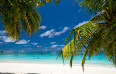 Blick durch Palmen auf einen tropischen Strand