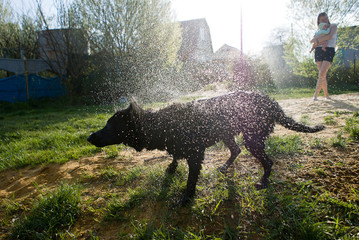 village scene with wet dog shaking at the foreground