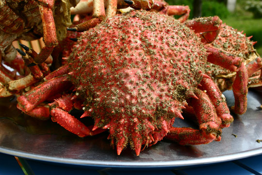 araign&eacute;e de mer