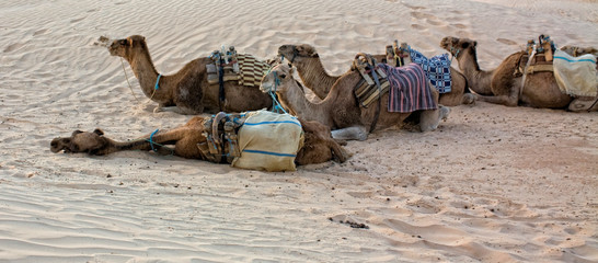 Chameaux dans le désert du Sahara