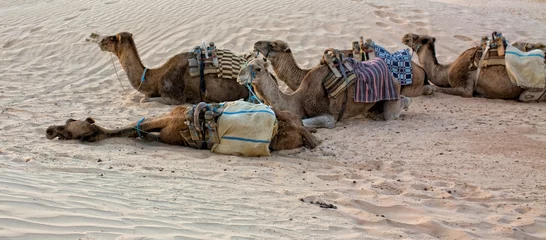 Papier Peint photo Lavable Chameau Chameaux dans le désert du Sahara