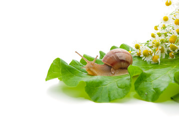 Snail creeping on leaf with a bouquet of camomiles