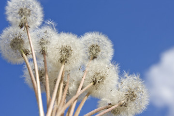 Dandelions