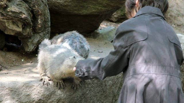 fillette nourrissant une marmotte