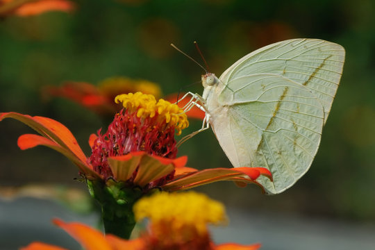 Rhabdodyas trite - (Straight-lined sulphur)