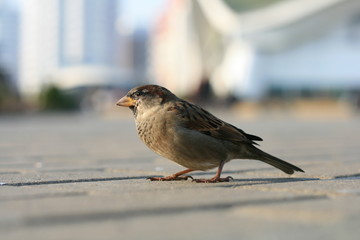 lonely sparrow