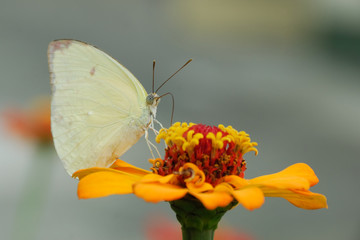 Phoebis sennae marcellina - (Cloudless sulphur)