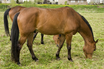 Obraz premium english horse race