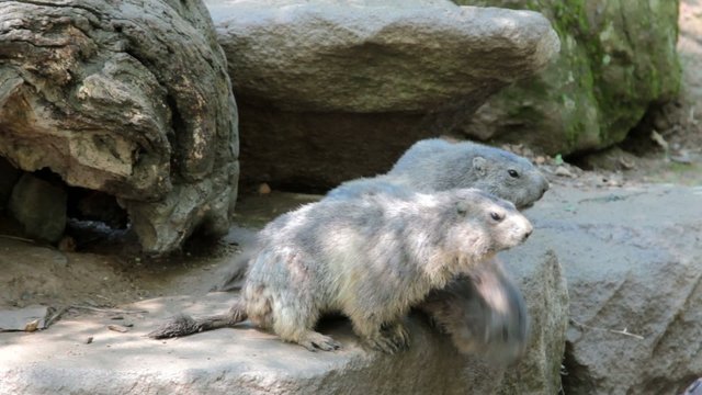 3 marmottes sur les rochers