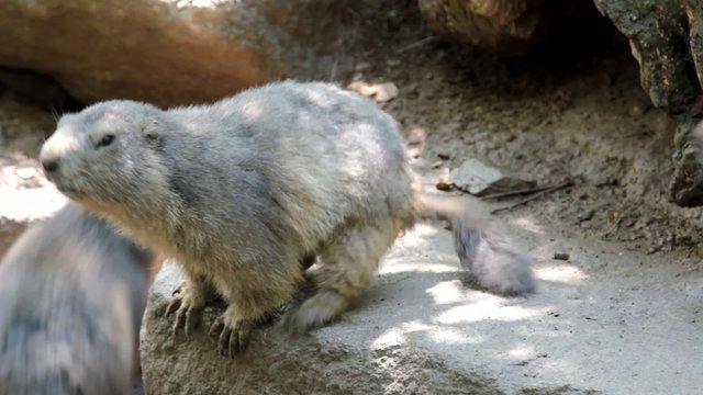 jolie marmotte