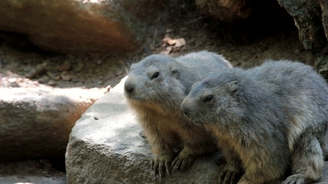 deux jolies marmottes en plein grignotage