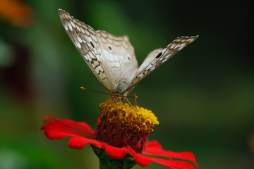 Anartia jatrophae linnaeus