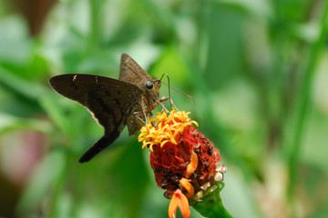 Potrillo skipper - (Cabares potrillo)