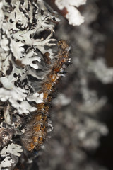 Moth larvae climbing up a tree. Macro photo.