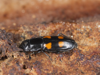 Sap beetle (Glischrochilus hortensis) Macro photo.