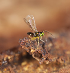 Colorful fly sitting on wood.