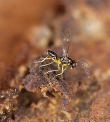 Colorful fly sitting on wood.