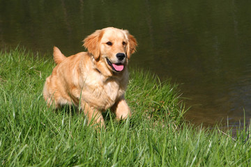 Golden Retriever Walking Beside Pond