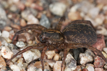 Ground wolf spider (Trochosa terricola)