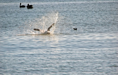 Obraz premium Pelican