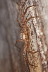 Camouflaged spider on wood. Extreme close-up.