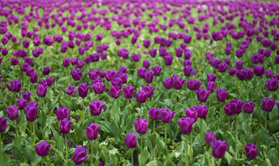 Field of tulip