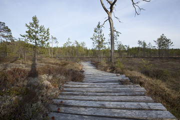 Old pathway leading through a march.