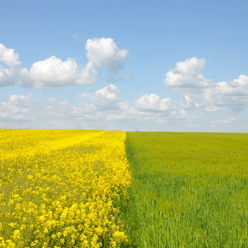 cultures de colza et de bl&eacute;s
