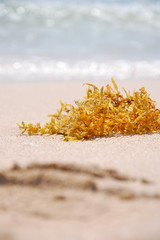 seaweed on a beach © boogieelephant