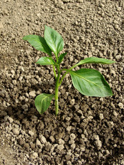 pepper seedling on the vegetable bed