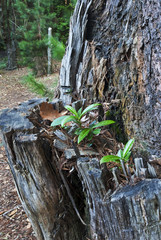 Seedlings growing from chainsaw cleft in rotting tree trunk