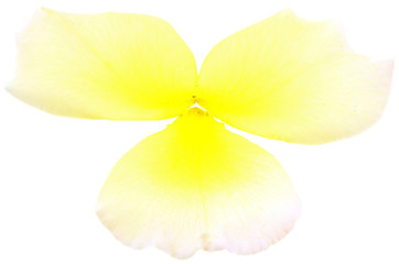 Fototapeta na wymiar pétales de rose jaune, fond blanc