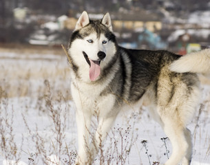 Siberian husky in a steppe landscape