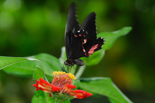 Parides iphidamas - (Iphidamas Cattleheart)