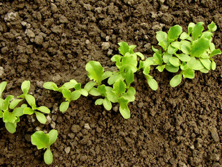 growing lettuce seedlings