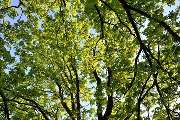 Growing green tree background