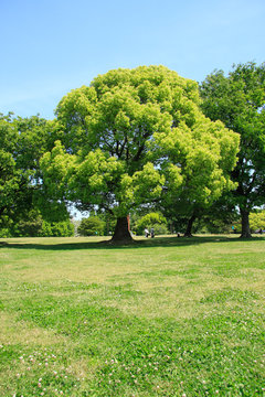 Kusunoki