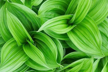Fototapeta premium Beautiful green plant close up