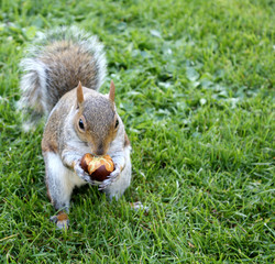 Squirrel
