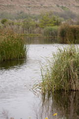 Wetlands Landscape