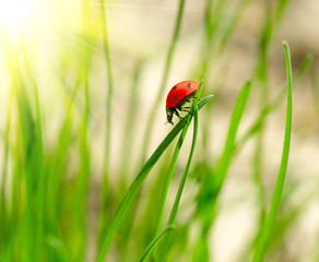 Ladybug on green grass. Shallow DOF