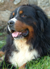 BOVARO BERNESE